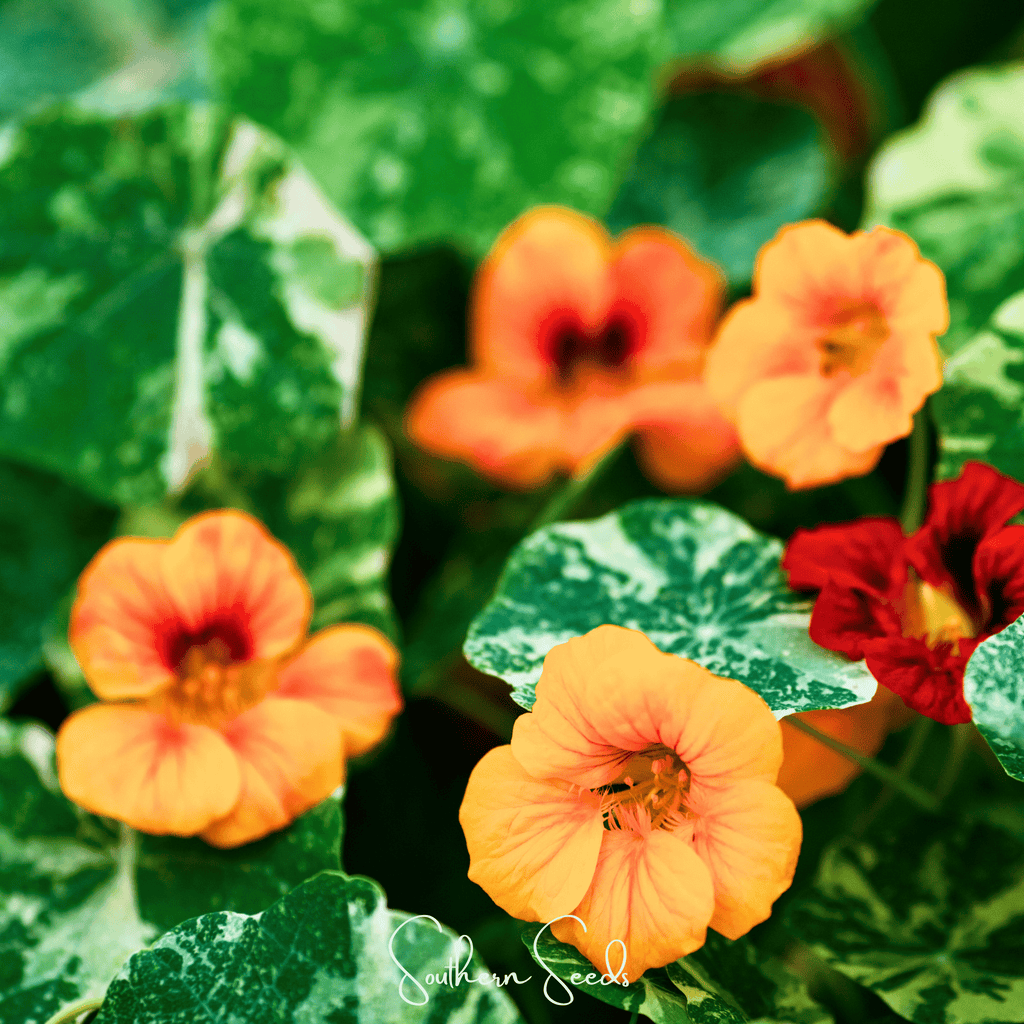 Alaska Mix Nasturtium – 25 Seeds - Garden Gets