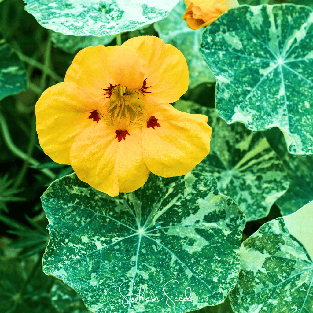 Alaska Mix Nasturtium – 25 Seeds - Garden Gets