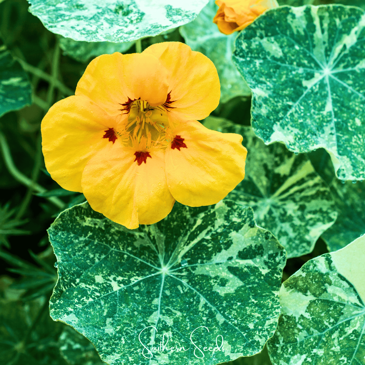 Alaska Mix Nasturtium – 25 Seeds - Garden Gets