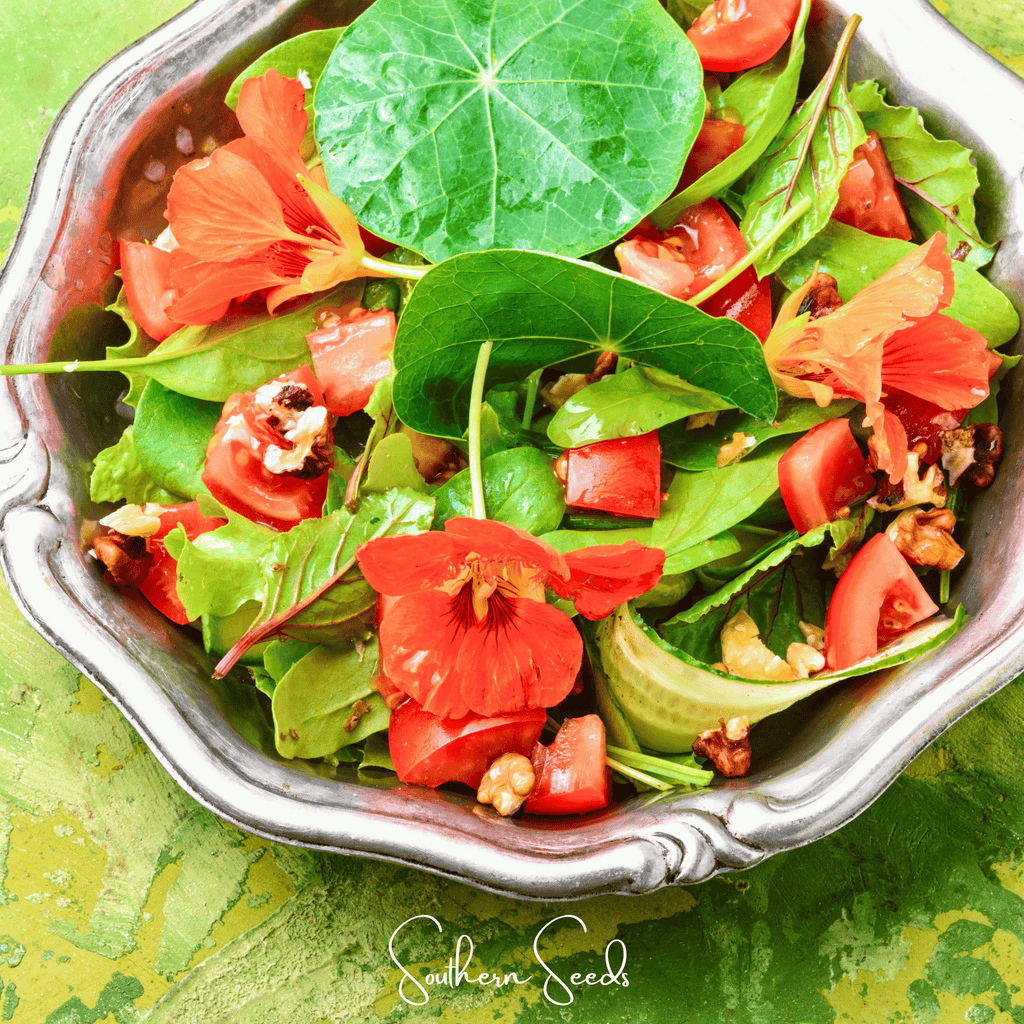 Alaska Mix Nasturtium – 25 Seeds - Garden Gets