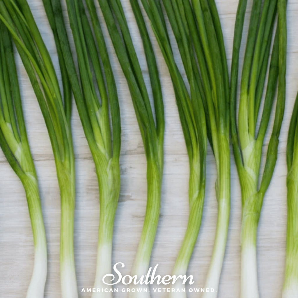 Evergreen Bunching Onion – 200 Seeds - Garden Gets
