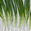 Evergreen Bunching Onion – 200 Seeds - Garden Gets