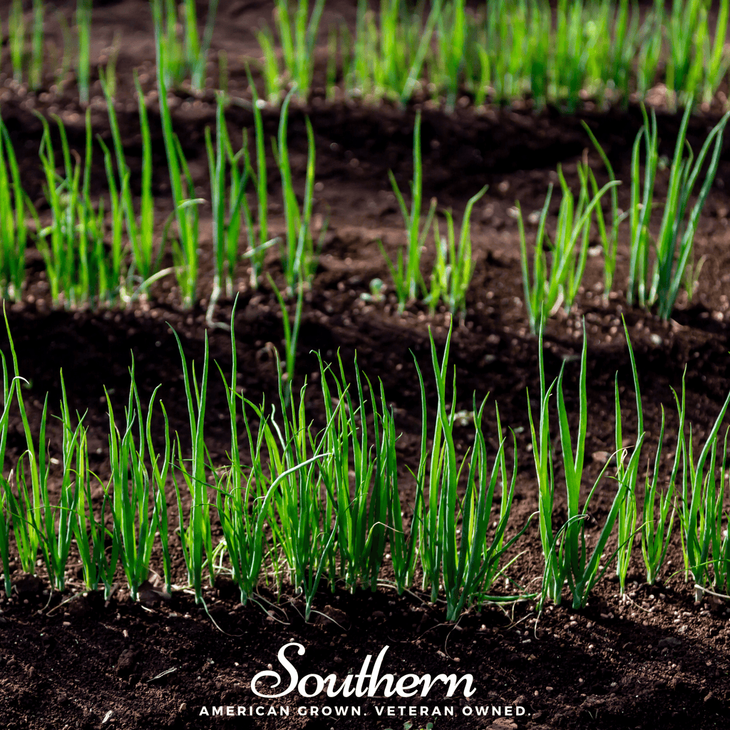 Evergreen Bunching Onion – 200 Seeds - Garden Gets
