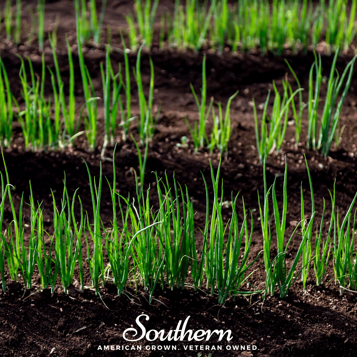 Evergreen Bunching Onion – 200 Seeds - Garden Gets