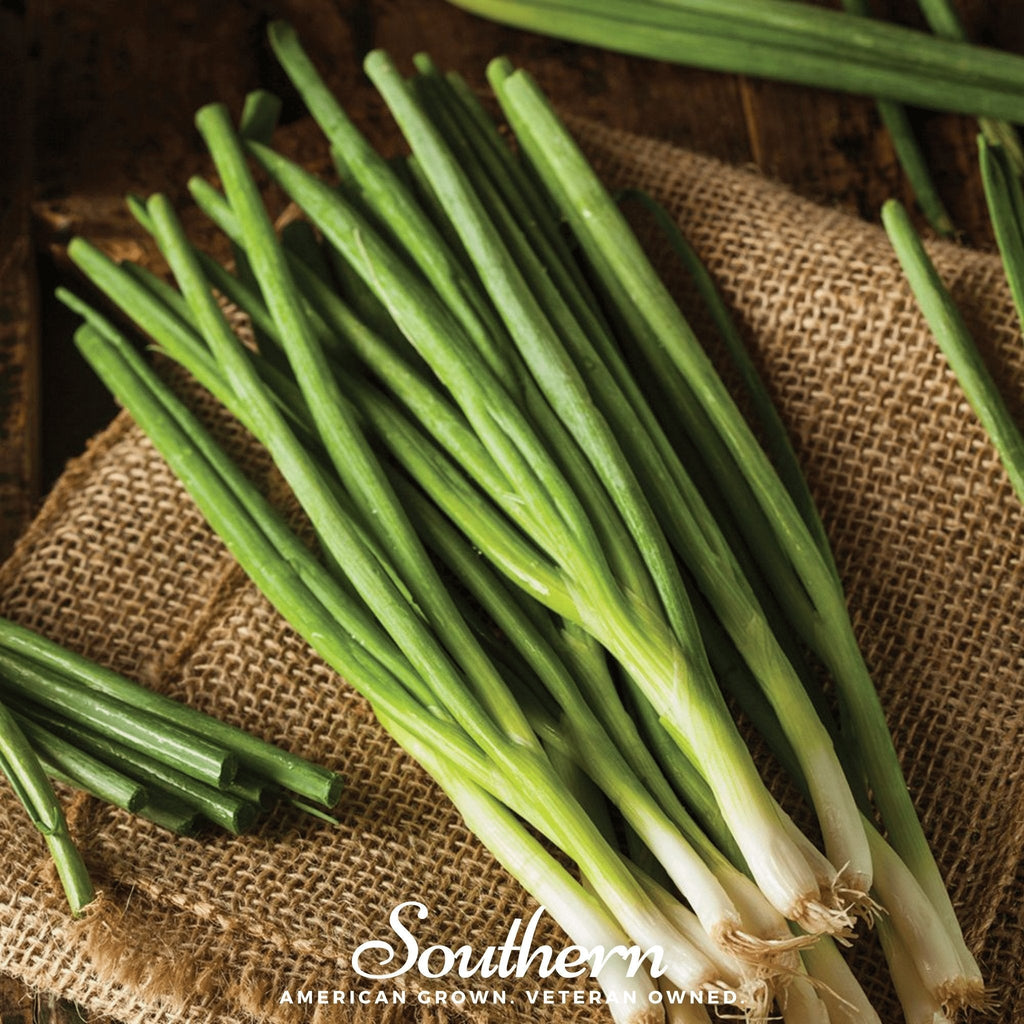 Evergreen Bunching Onion – 200 Seeds - Garden Gets