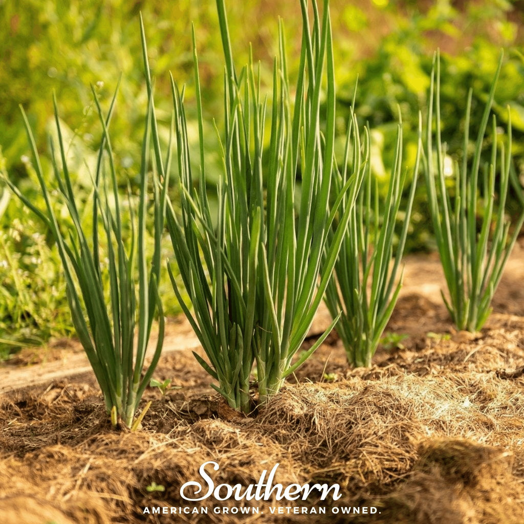 Evergreen Bunching Onion – 200 Seeds - Garden Gets