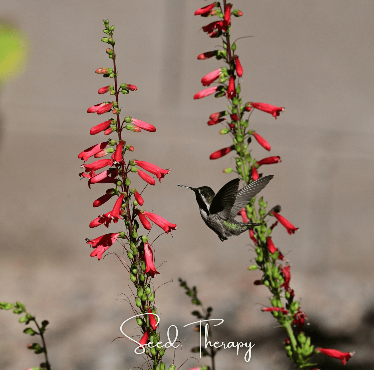 Firecracker Penstemon – 100 Seeds - Garden Gets