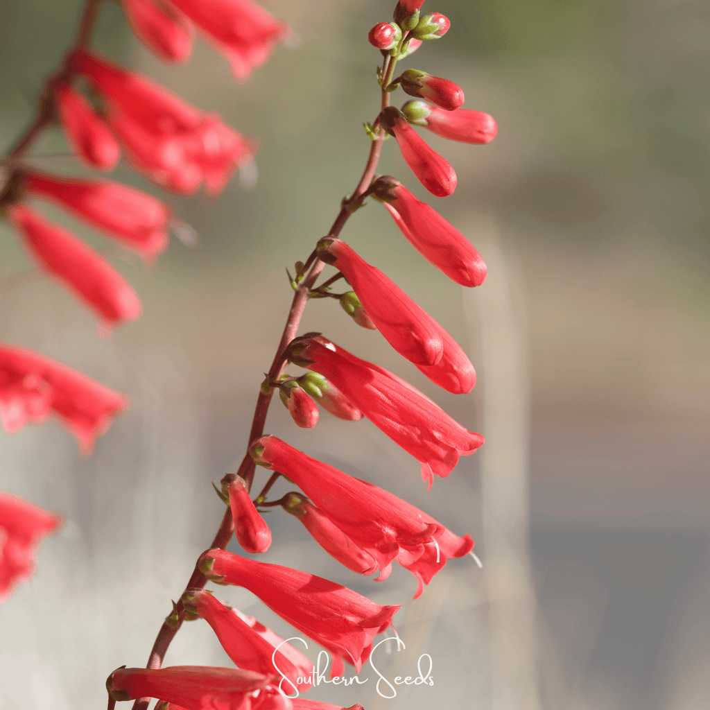 Firecracker Penstemon – 100 Seeds - Garden Gets