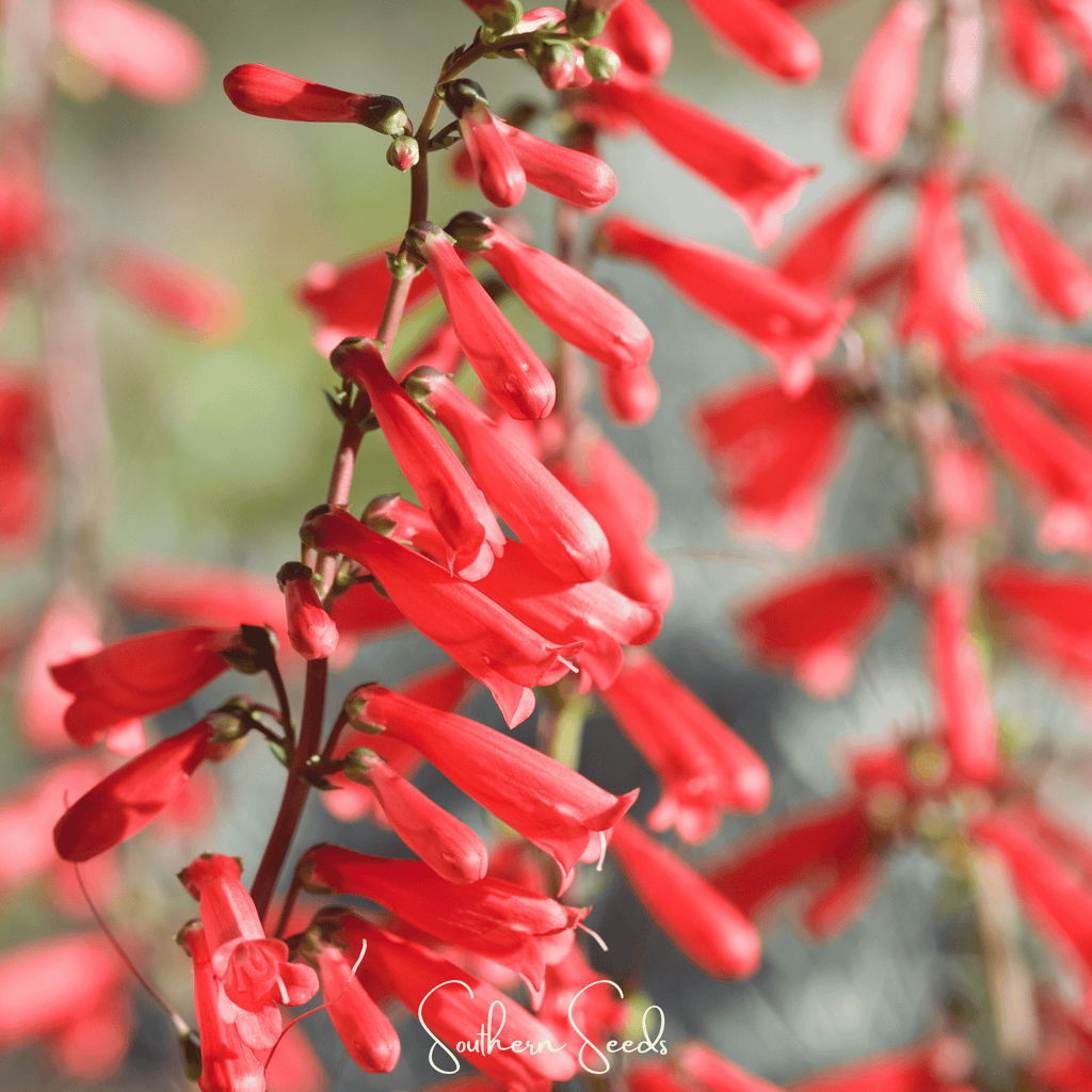 Firecracker Penstemon – 100 Seeds - Garden Gets