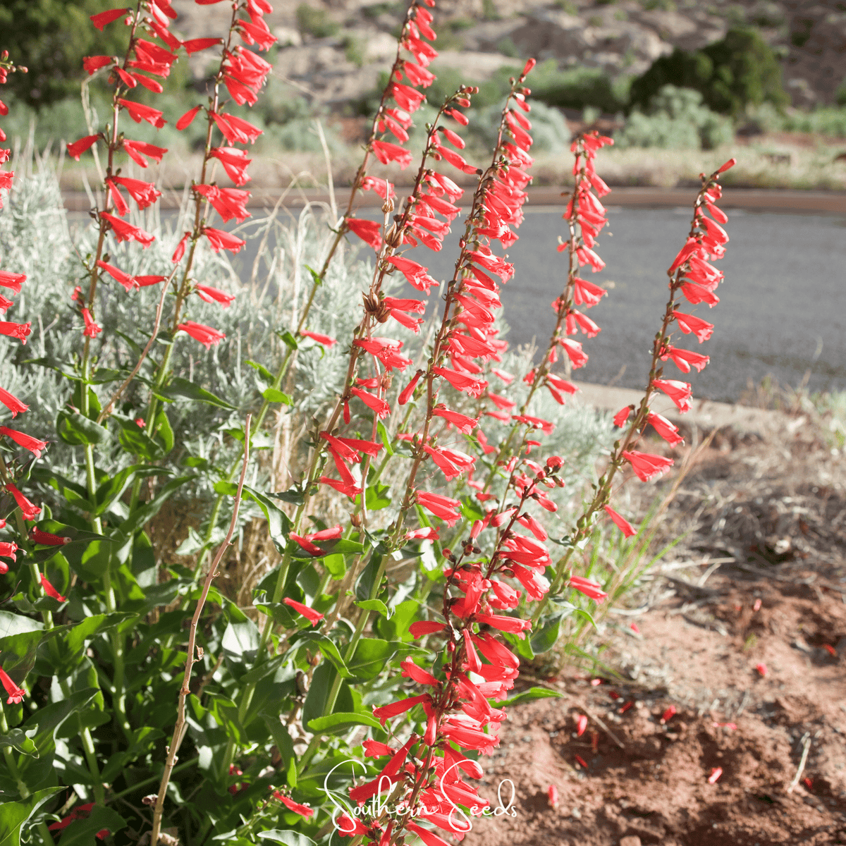 Firecracker Penstemon – 100 Seeds - Garden Gets