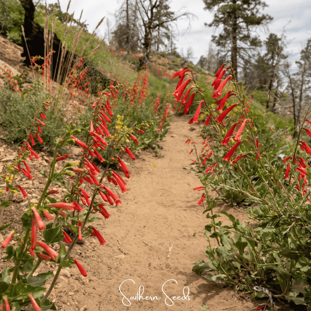 Firecracker Penstemon – 100 Seeds - Garden Gets