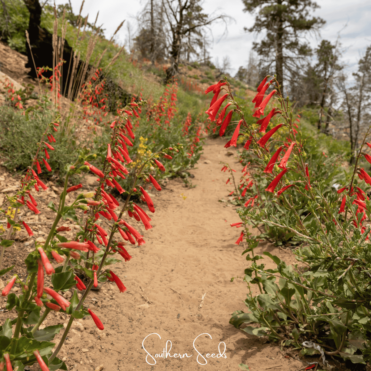 Firecracker Penstemon – 100 Seeds - Garden Gets