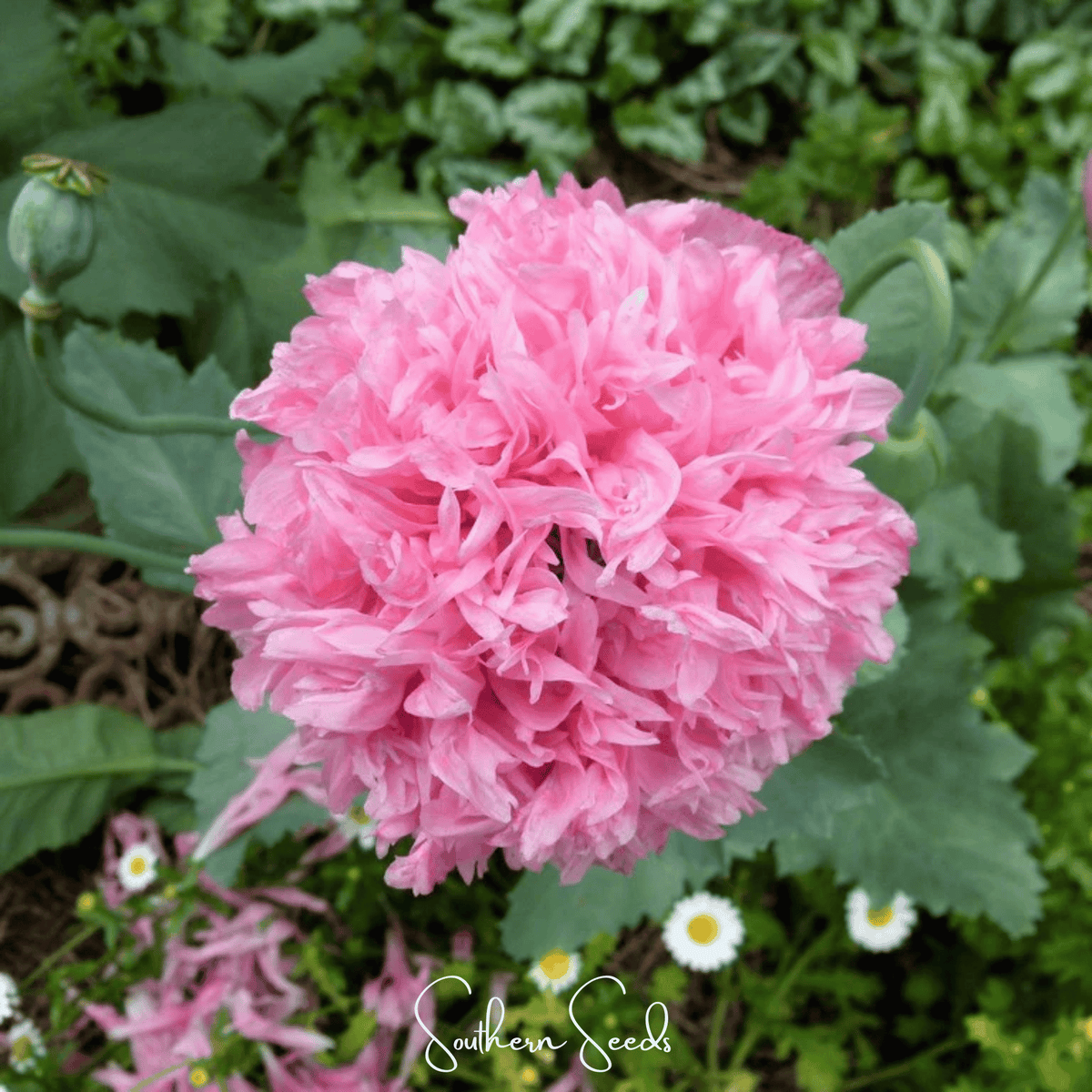 Pale Rose Peony Poppy – 100 Seeds - Garden Gets