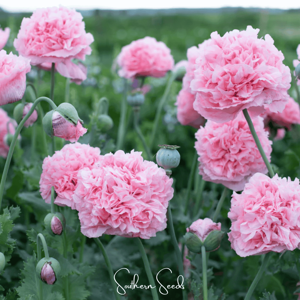 Pale Rose Peony Poppy – 100 Seeds - Garden Gets