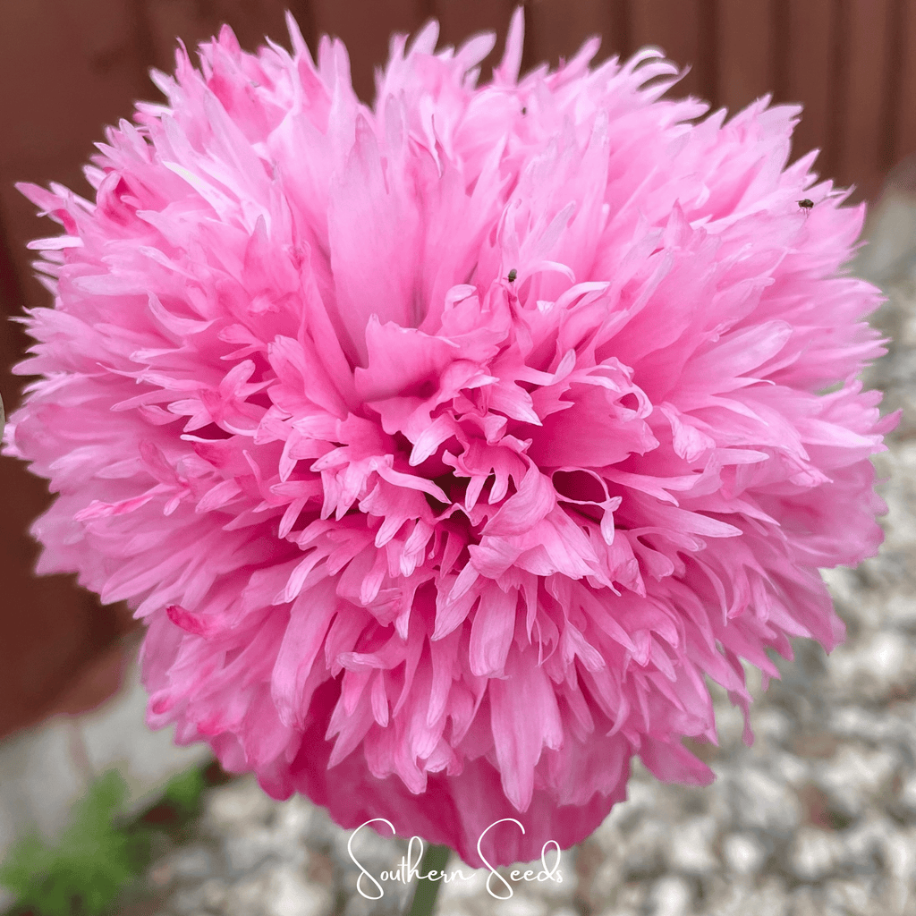 Pale Rose Peony Poppy – 100 Seeds - Garden Gets