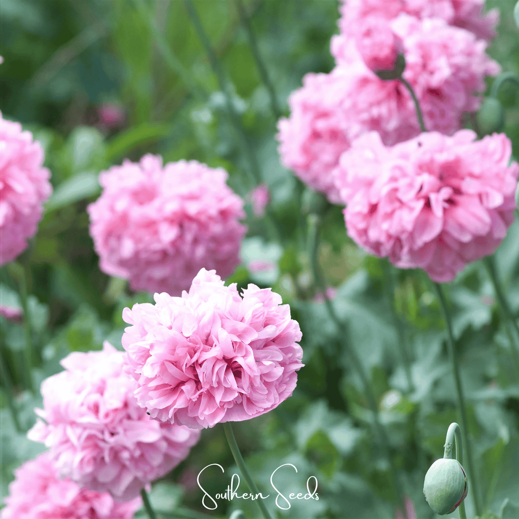 Pale Rose Peony Poppy – 100 Seeds - Garden Gets