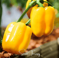 Sunbright Bell Pepper – 30 Seeds