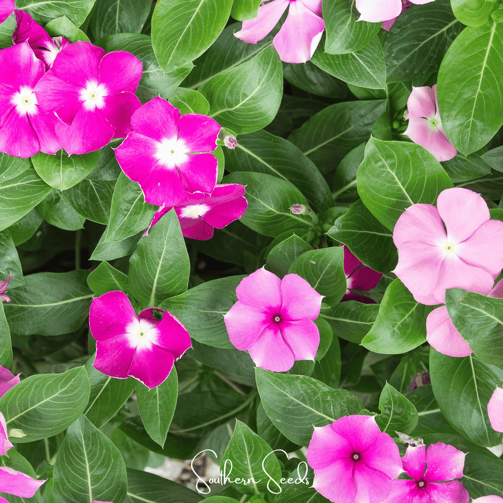 Mix Periwinkle– 100 Seeds - Garden Gets