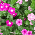 Mix Periwinkle– 100 Seeds - Garden Gets