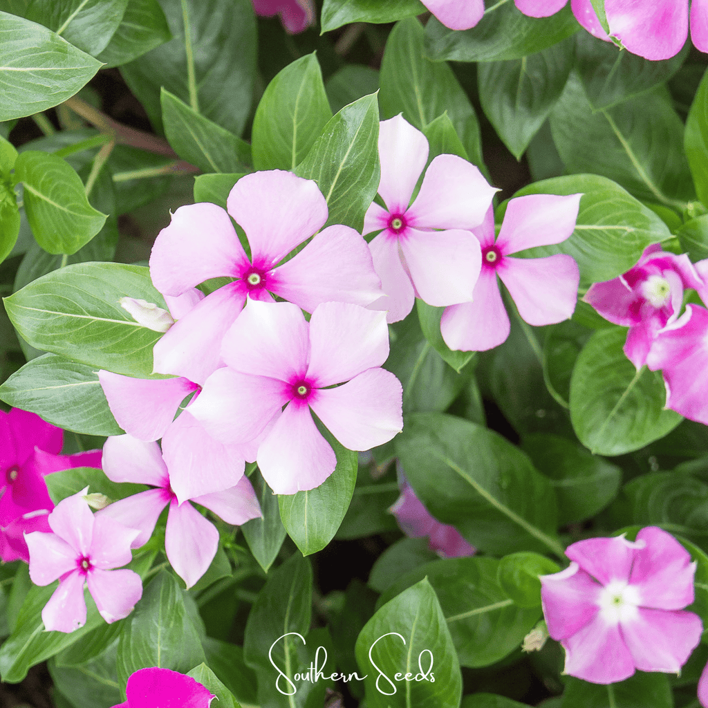 Mix Periwinkle– 100 Seeds - Garden Gets