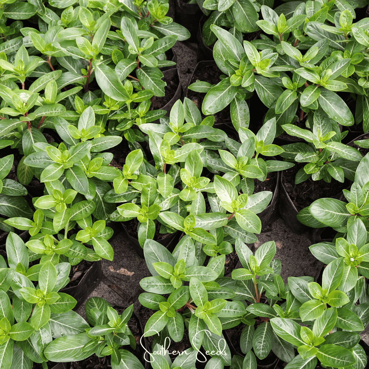 Mix Periwinkle– 100 Seeds - Garden Gets