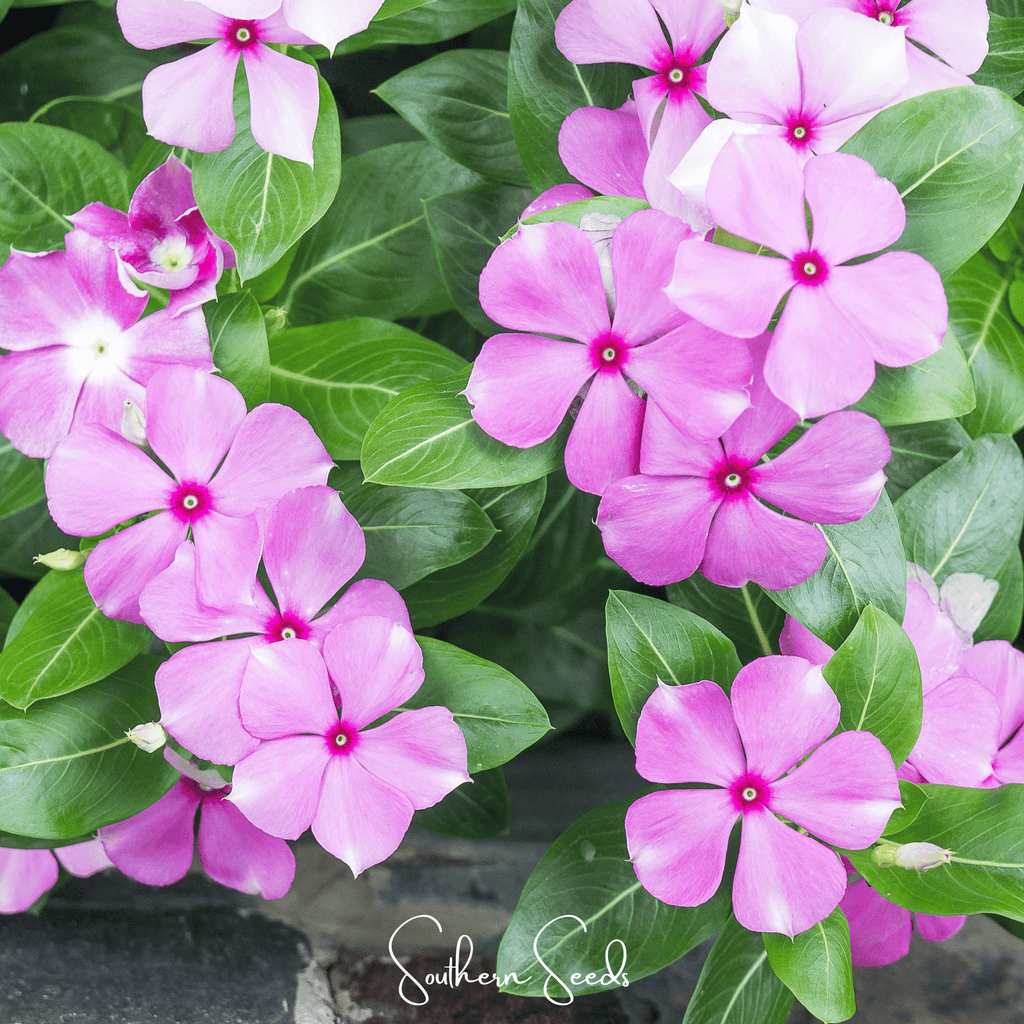 Mix Periwinkle– 100 Seeds - Garden Gets