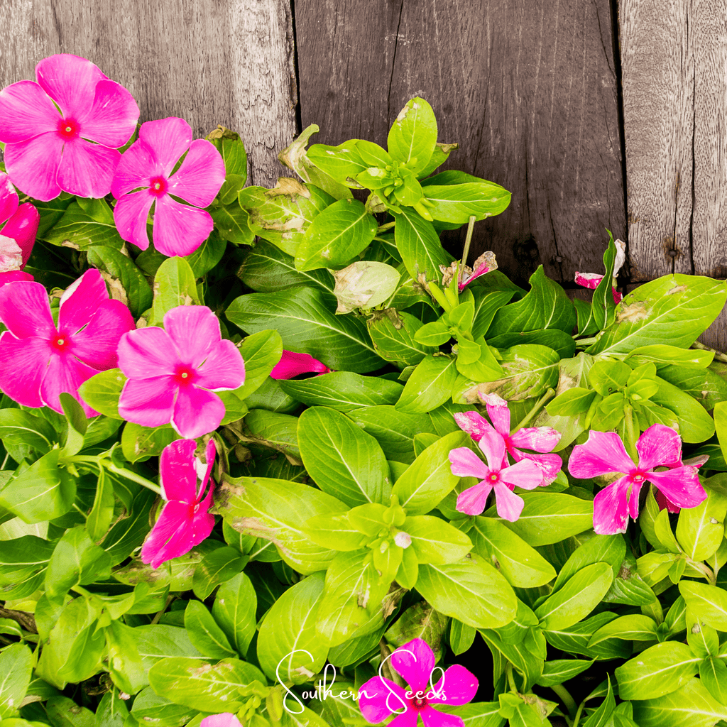 Mix Periwinkle– 100 Seeds - Garden Gets