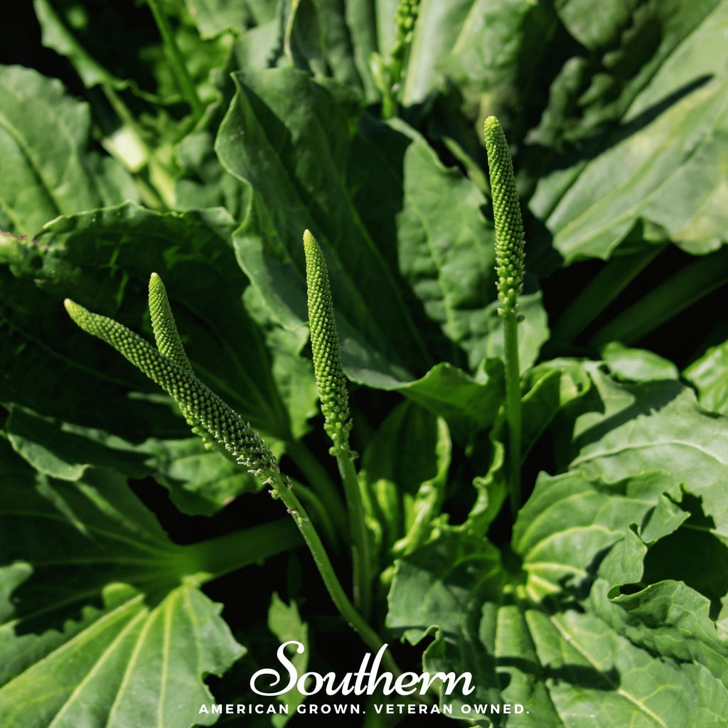 Plantain – 100 Seeds - Garden Gets