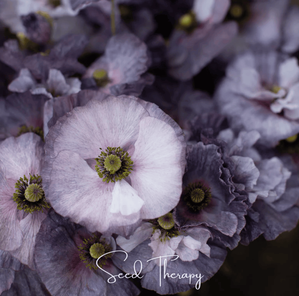 Amazing Grey Poppy – 25 Seeds - Garden Gets