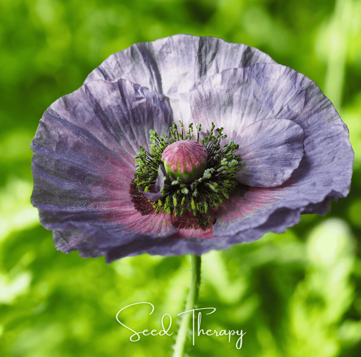 Amazing Grey Poppy – 25 Seeds - Garden Gets