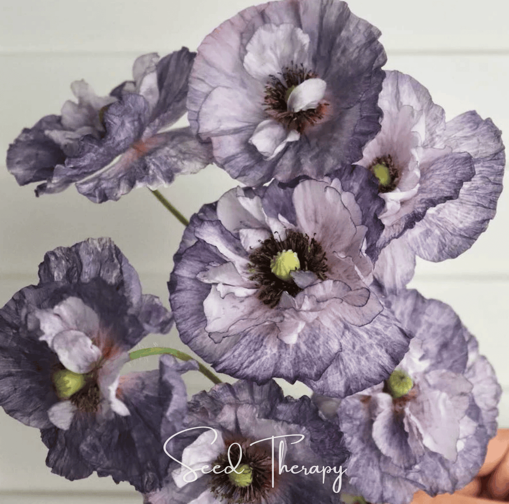 Amazing Grey Poppy – 25 Seeds - Garden Gets
