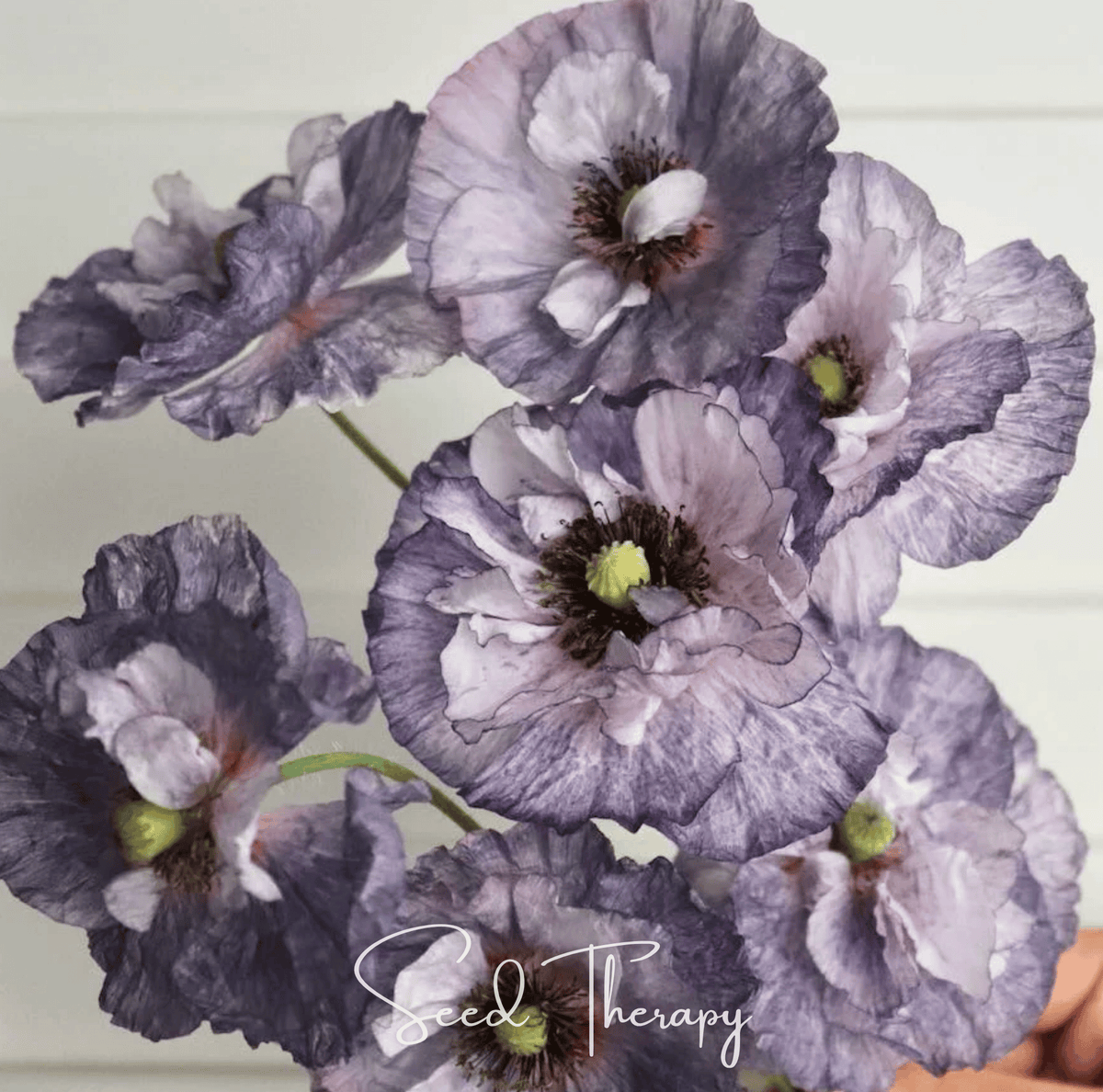 Amazing Grey Poppy – 25 Seeds - Garden Gets