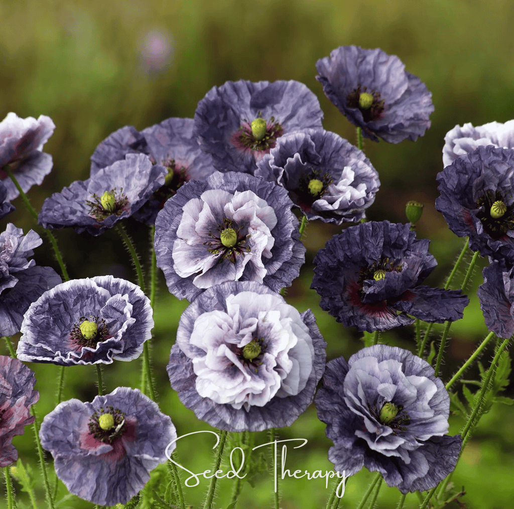Amazing Grey Poppy – 25 Seeds - Garden Gets