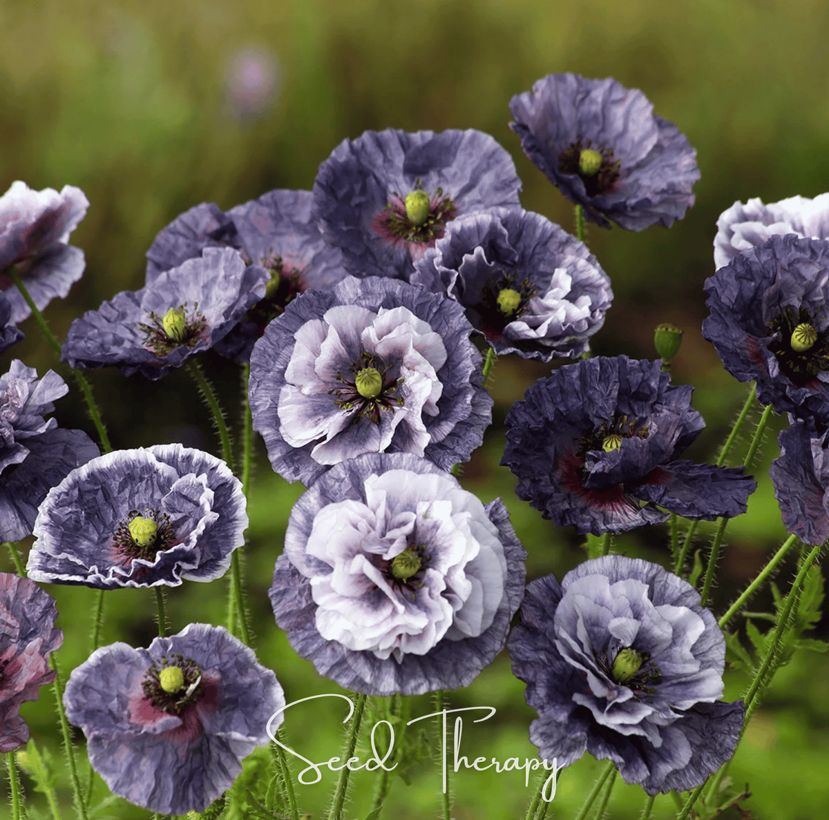 Amazing Grey Poppy – 25 Seeds - Garden Gets