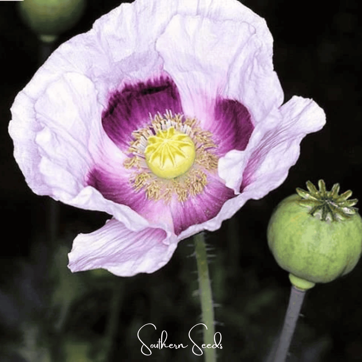 Blue Moon Poppy – 250 Seeds - Garden Gets