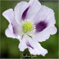 Blue Moon Poppy – 250 Seeds - Garden Gets