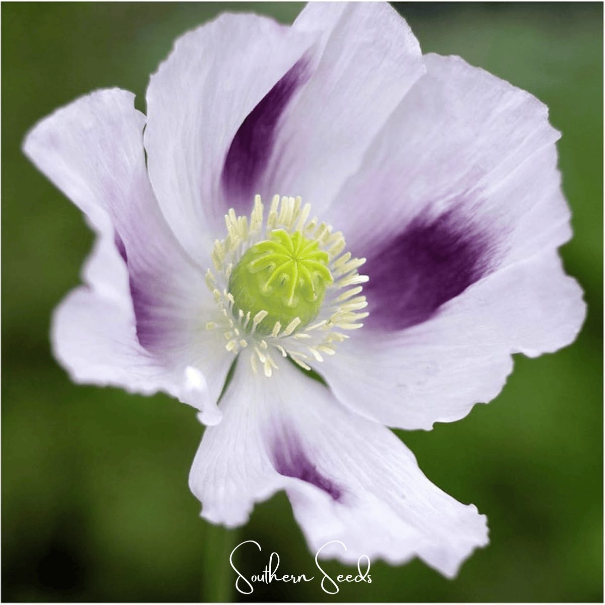 Blue Moon Poppy – 250 Seeds - Garden Gets