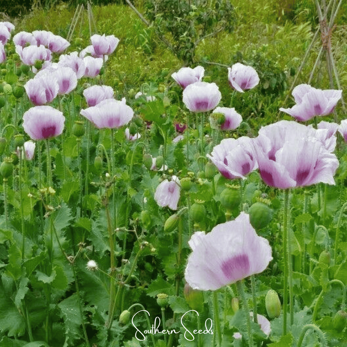 Blue Moon Poppy – 250 Seeds - Garden Gets