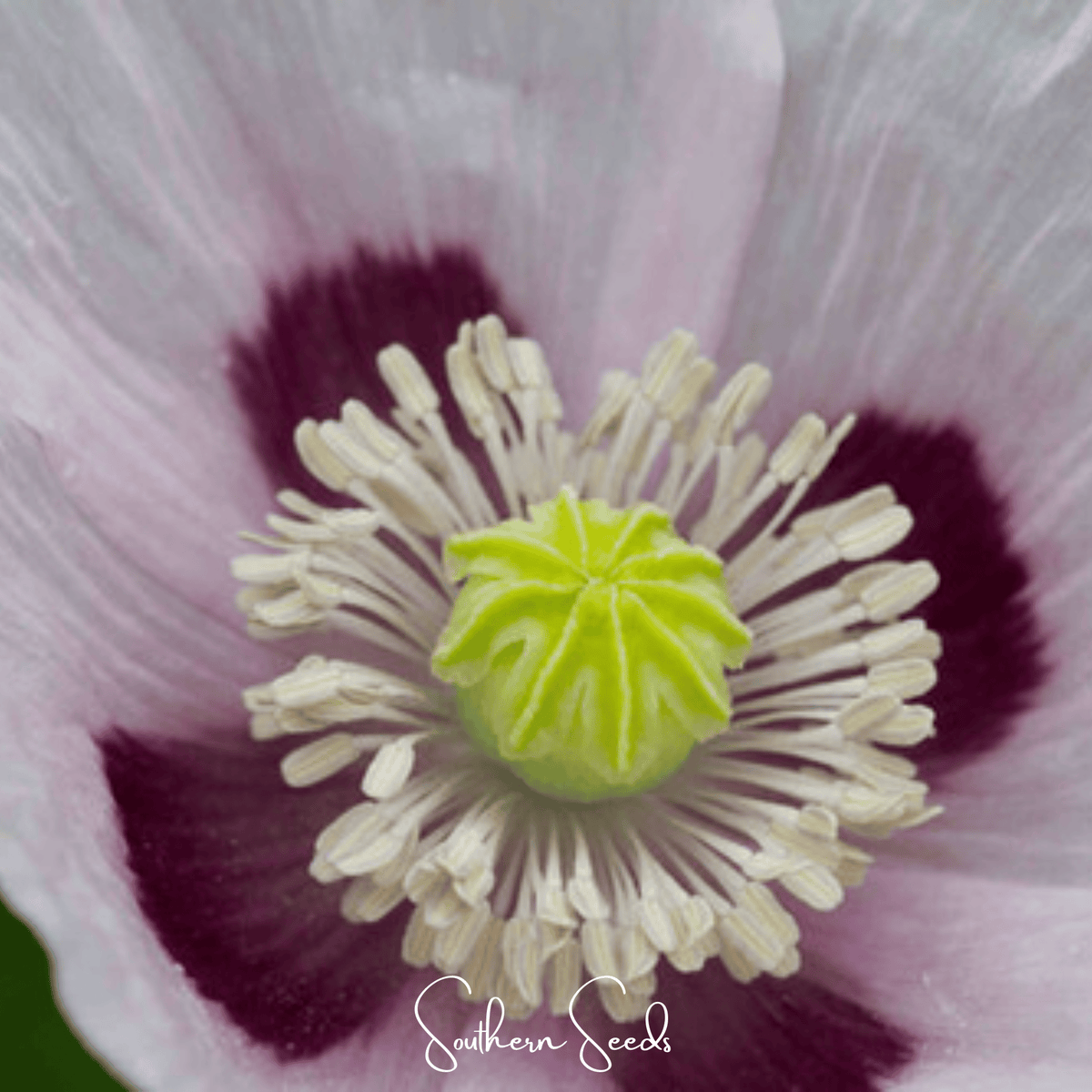 Blue Moon Poppy – 250 Seeds - Garden Gets
