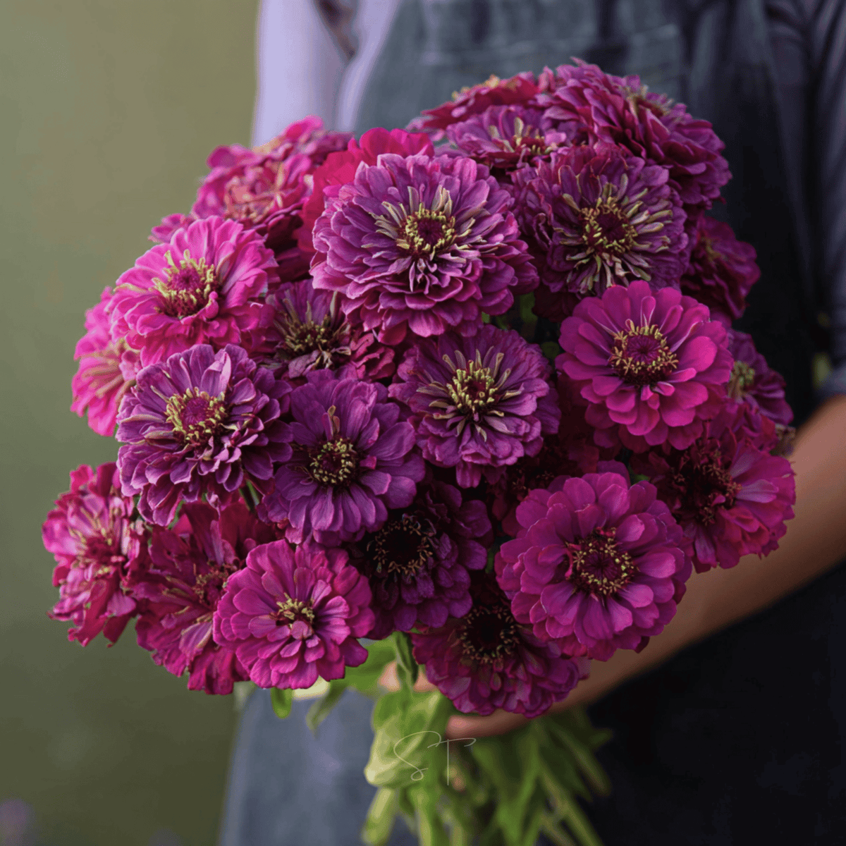 Purple Prince Zinnia – 100 Seeds - Garden Gets