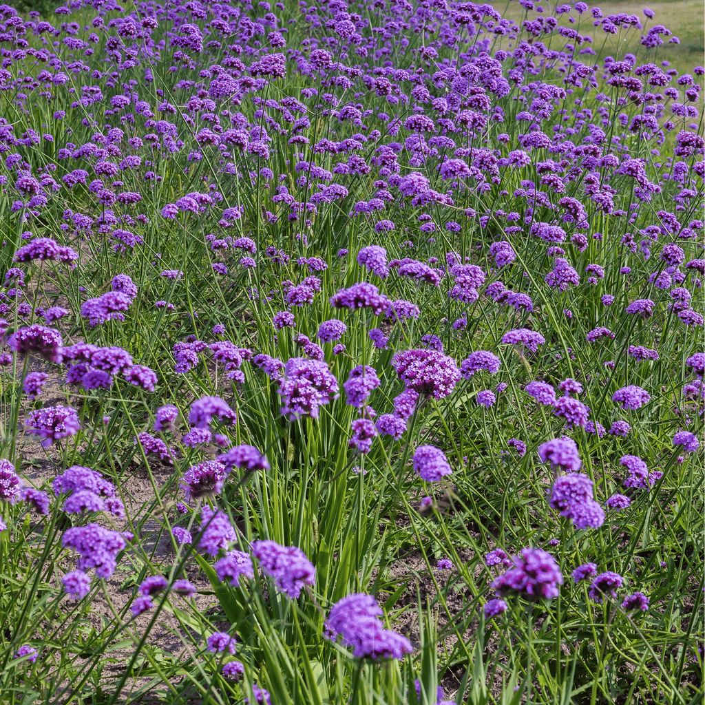 Purple Top Vervain – 100 Seeds - Garden Gets