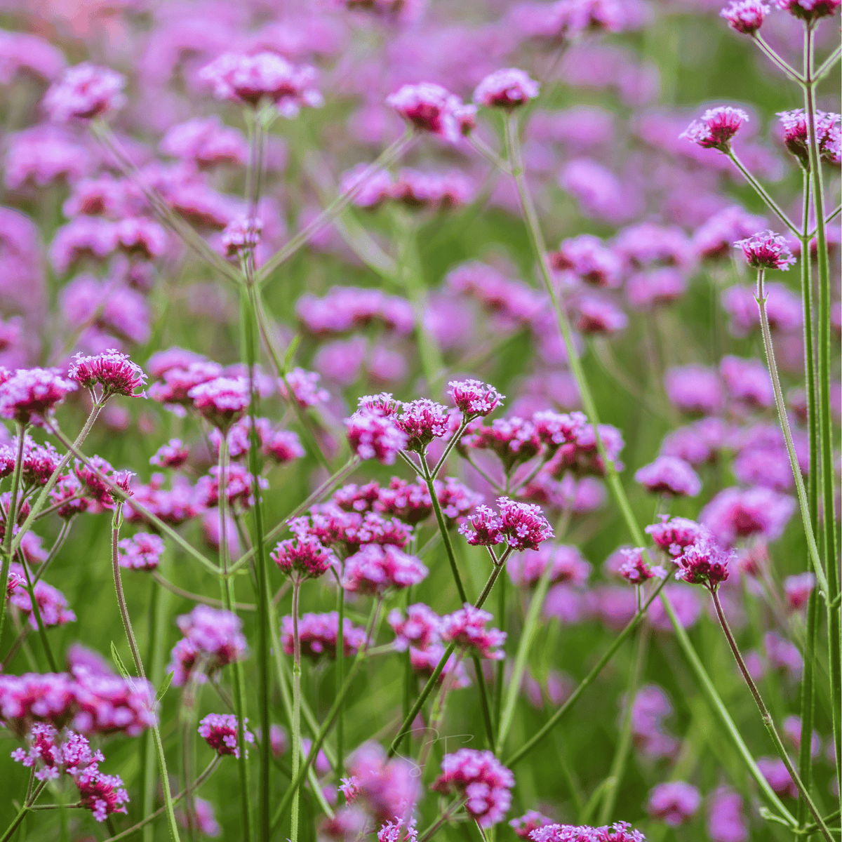 Purple Top Vervain – 100 Seeds - Garden Gets