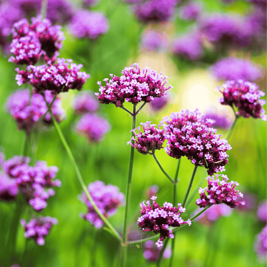 Purple Top Vervain – 100 Seeds - Garden Gets
