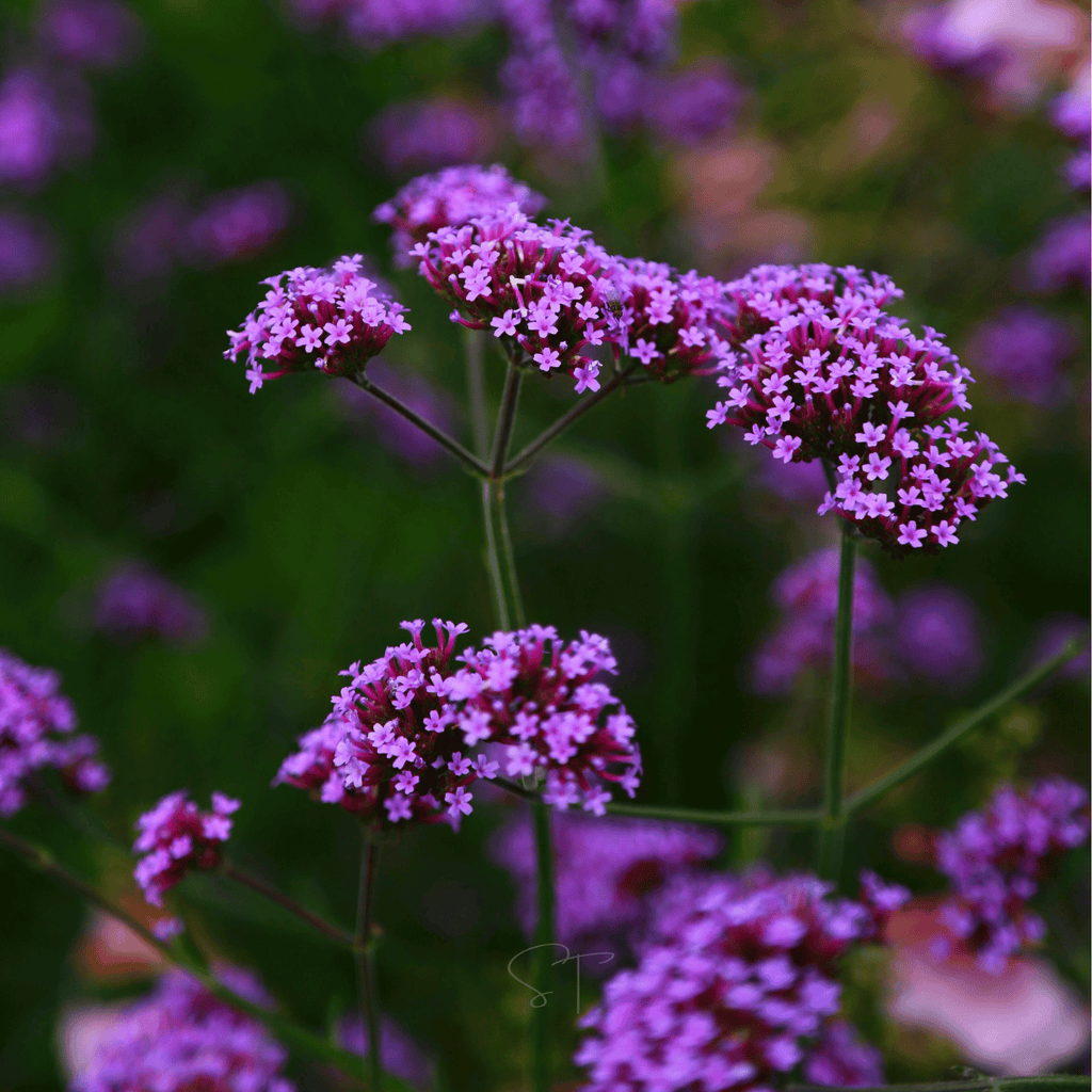 Purple Top Vervain – 100 Seeds - Garden Gets