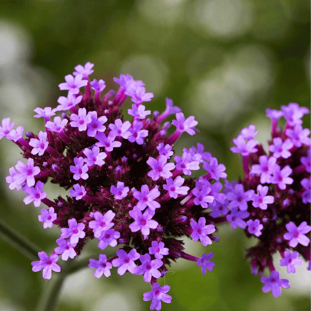 Purple Top Vervain – 100 Seeds - Garden Gets
