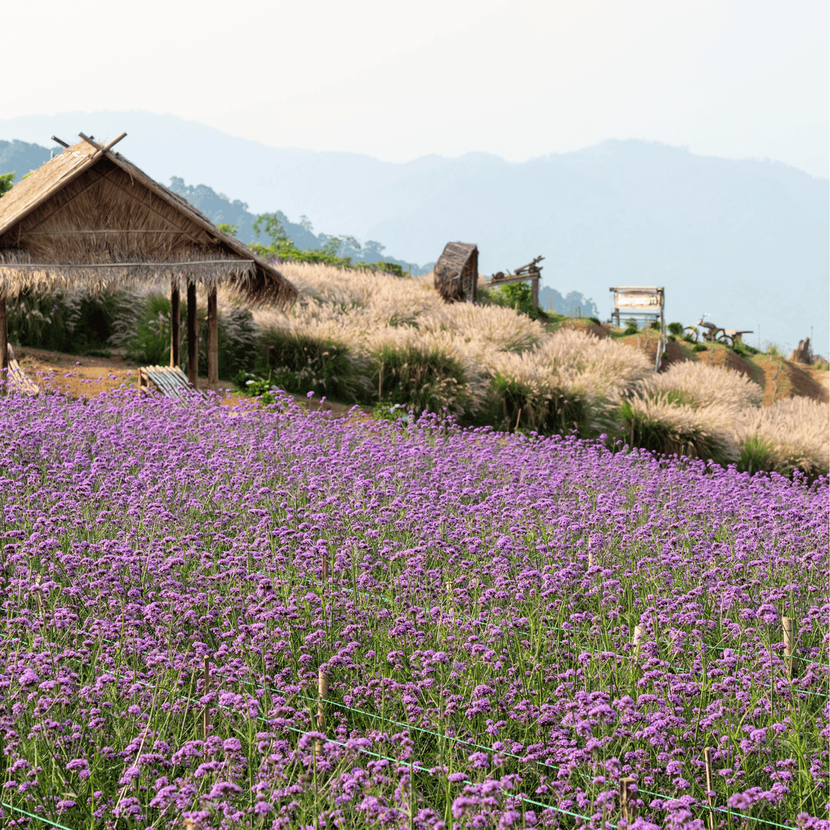 Purple Top Vervain – 100 Seeds - Garden Gets