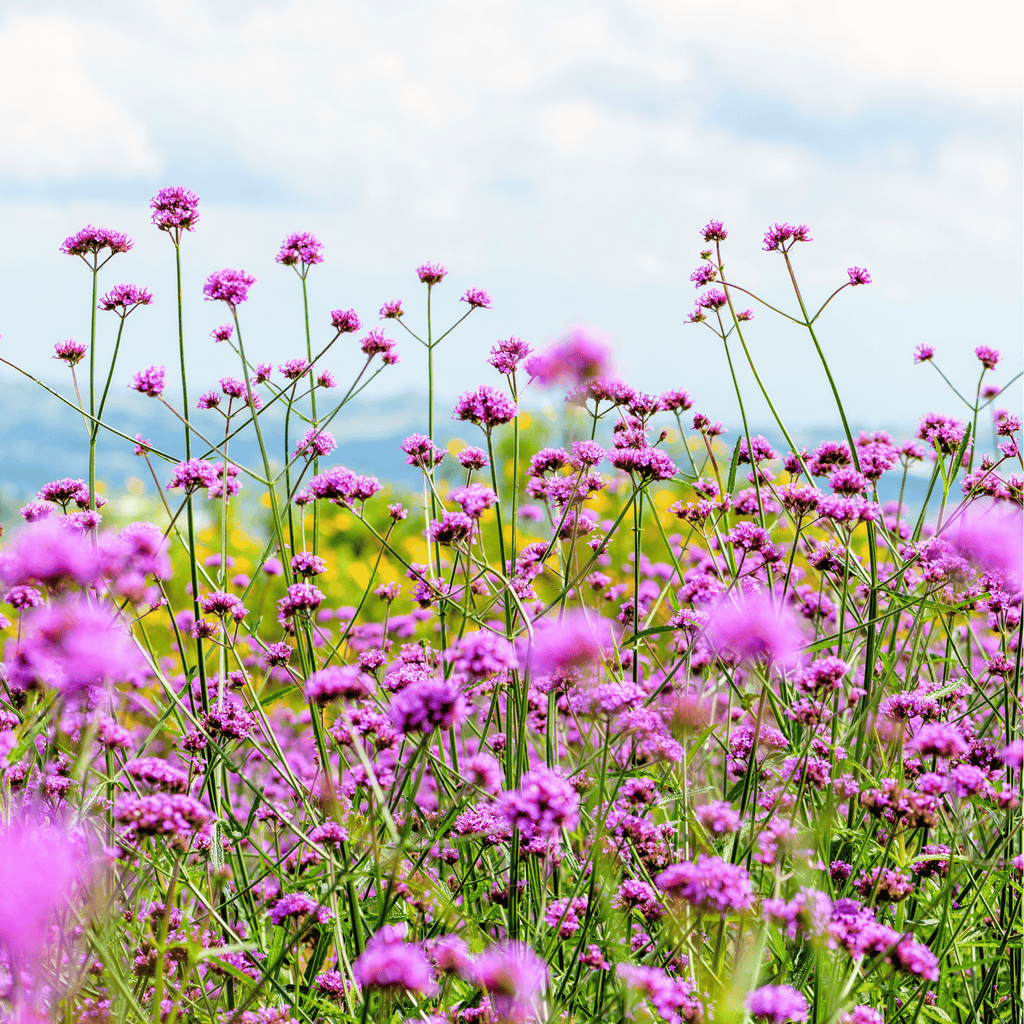 Purple Top Vervain – 100 Seeds - Garden Gets