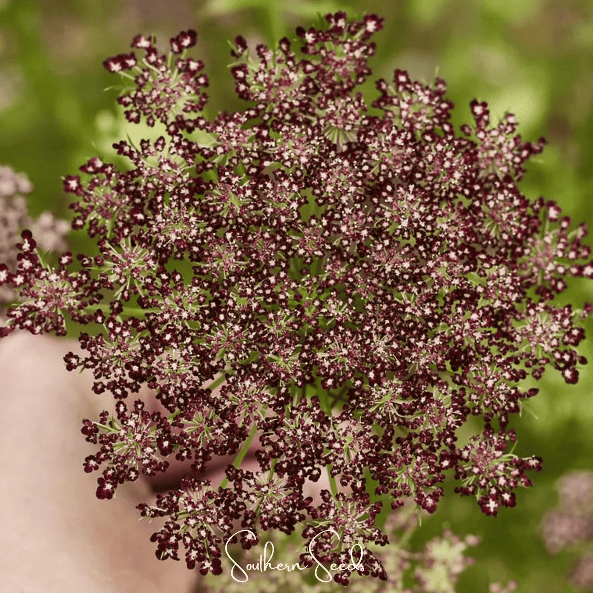 Chocolate Lace Queen Anne's Lace – 100 Seeds - Garden Gets