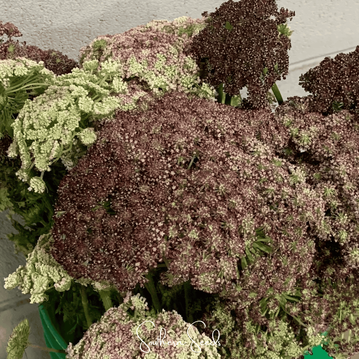 Chocolate Lace Queen Anne's Lace – 100 Seeds - Garden Gets