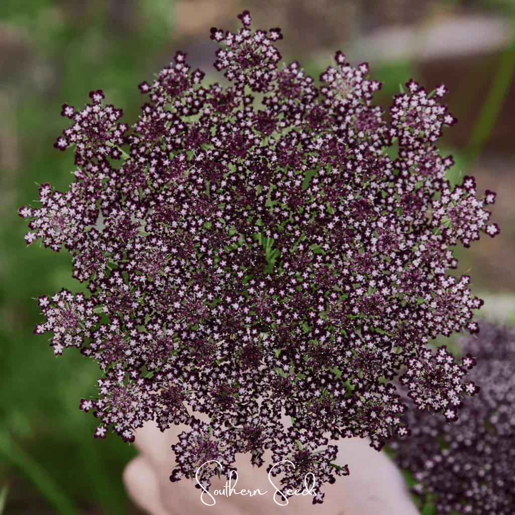 Chocolate Lace Queen Anne's Lace – 100 Seeds - Garden Gets
